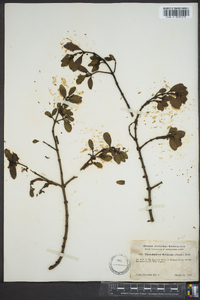 Phoradendron leucarpum subsp. leucarpum image