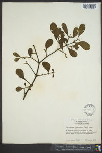 Phoradendron leucarpum subsp. leucarpum image