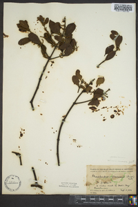 Phoradendron leucarpum subsp. leucarpum image