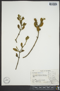 Phoradendron villosum image