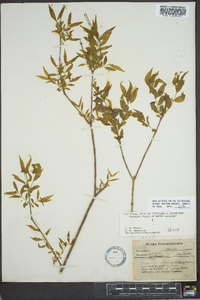 Buckleya distichophylla image