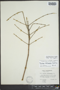 Buckleya distichophylla image