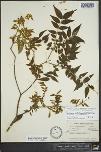 Buckleya distichophylla image