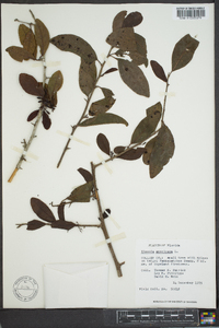 Ximenia americana image