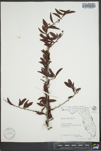 Ximenia americana image