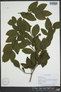 Ximenia americana image