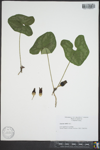 Hexastylis arifolia image