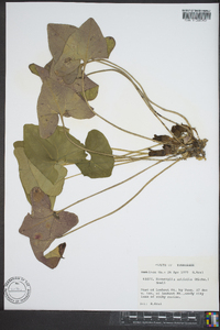 Hexastylis arifolia image