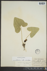 Hexastylis arifolia var. arifolia image