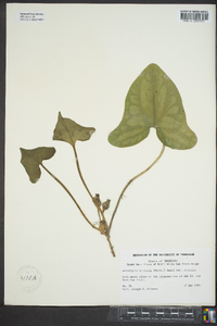 Hexastylis arifolia var. arifolia image