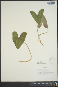 Hexastylis arifolia var. ruthii image