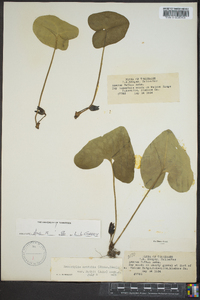 Hexastylis arifolia image