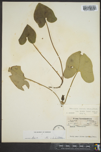 Hexastylis arifolia image