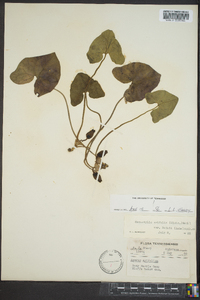 Hexastylis arifolia var. ruthii image