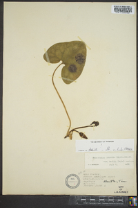 Hexastylis arifolia var. ruthii image