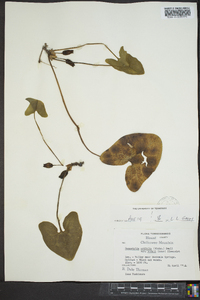 Hexastylis arifolia var. ruthii image