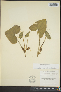 Hexastylis arifolia var. ruthii image