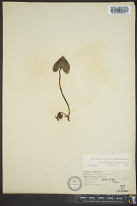 Hexastylis arifolia var. ruthii image