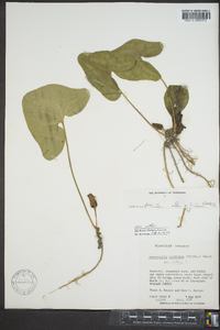 Hexastylis arifolia var. ruthii image