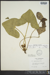 Hexastylis arifolia var. ruthii image