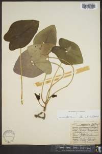 Hexastylis arifolia var. ruthii image