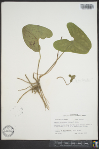 Hexastylis arifolia image