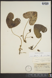 Hexastylis arifolia var. ruthii image