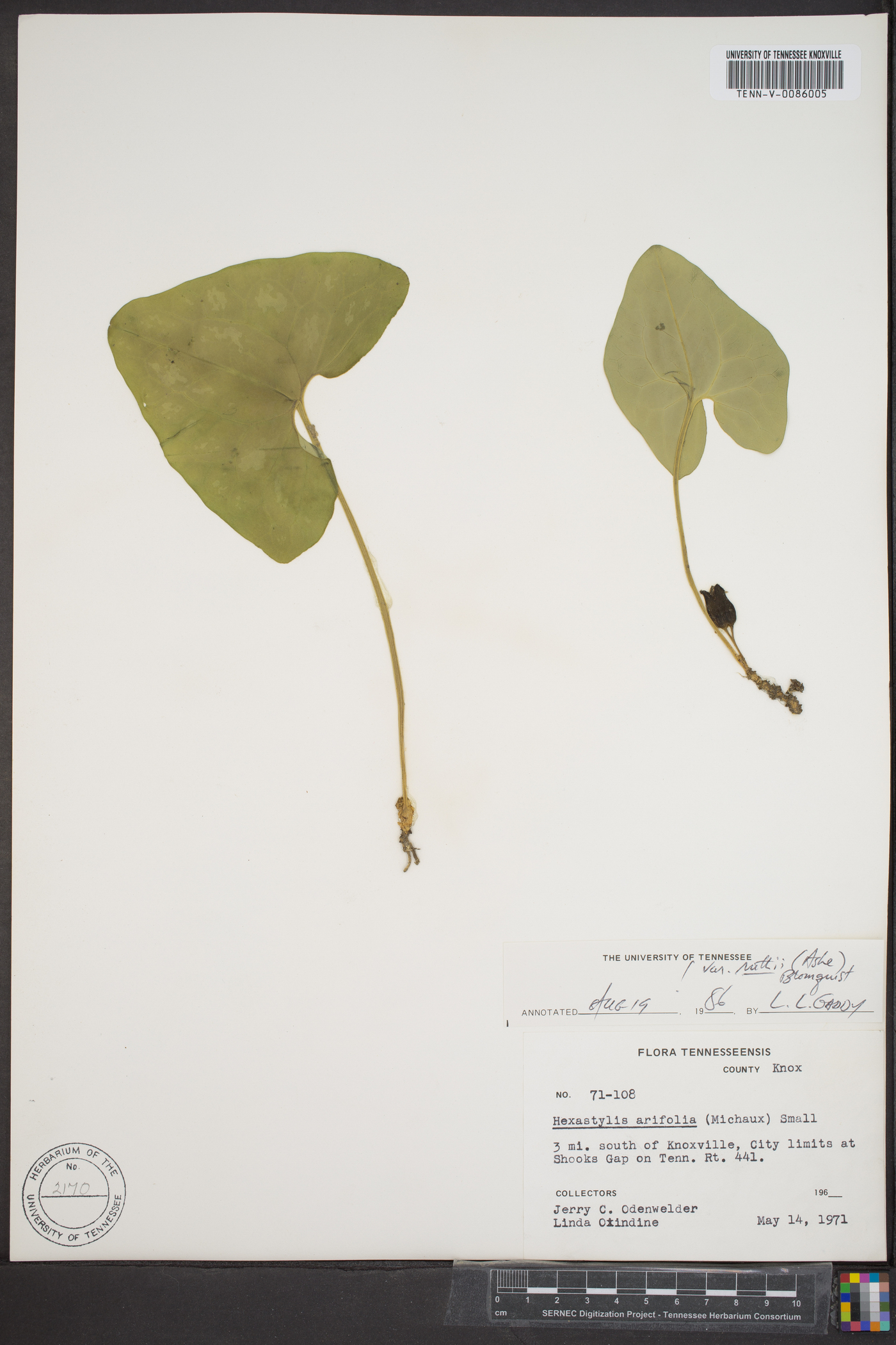 Hexastylis arifolia var. ruthii image