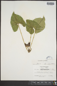 Hexastylis arifolia var. ruthii image