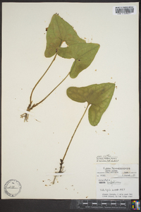 Hexastylis arifolia var. ruthii image