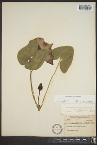 Hexastylis arifolia var. ruthii image