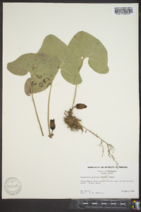 Hexastylis arifolia var. ruthii image