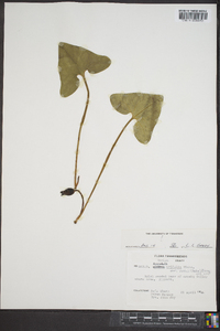 Hexastylis arifolia var. ruthii image