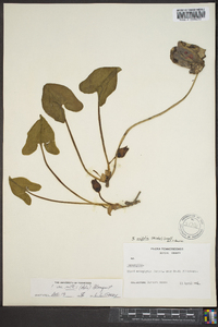 Hexastylis arifolia image