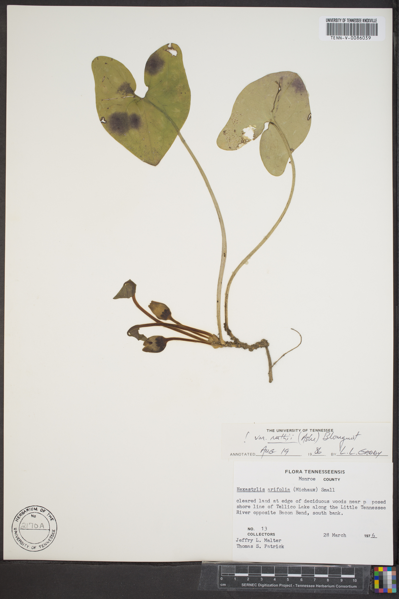 Hexastylis arifolia var. ruthii image