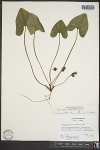 Hexastylis arifolia var. ruthii image