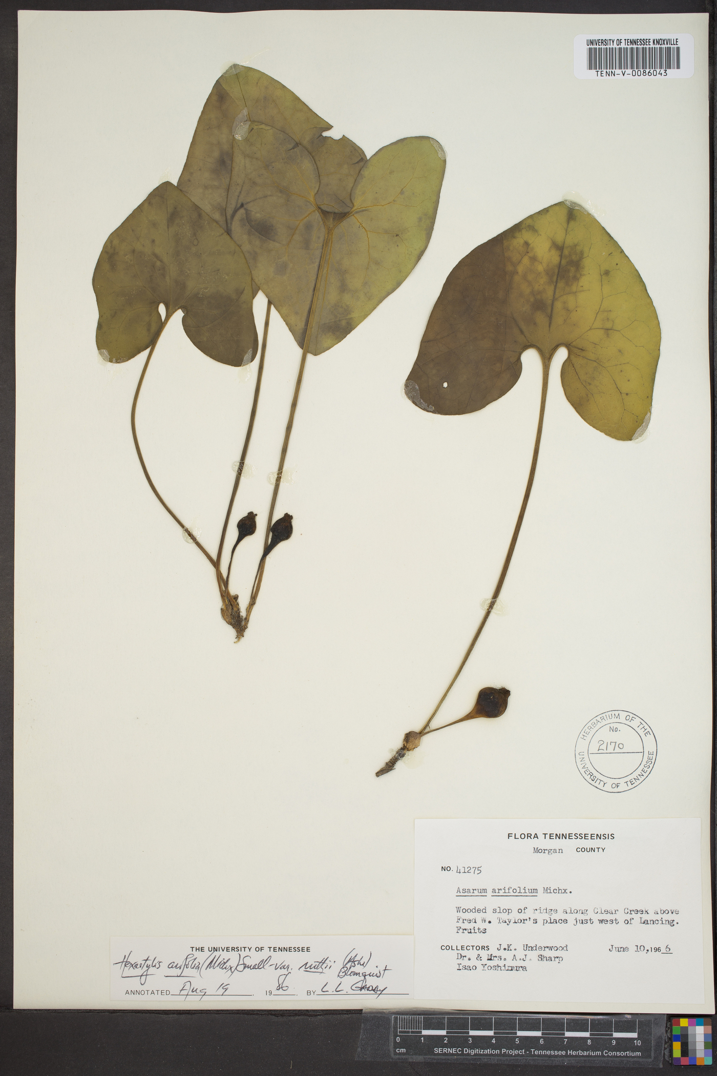 Hexastylis arifolia var. ruthii image