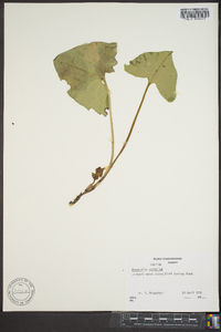 Hexastylis arifolia var. ruthii image