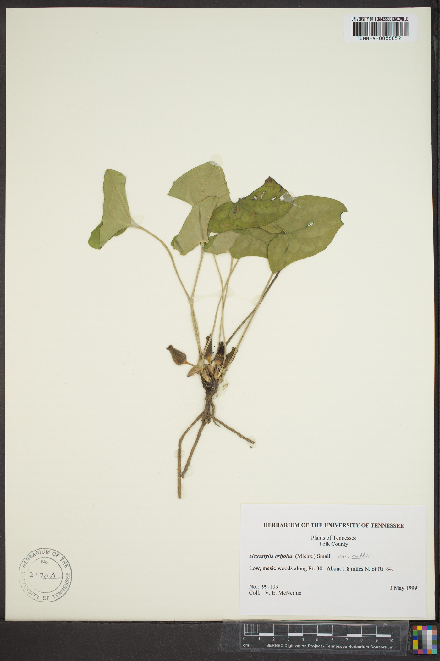 Hexastylis arifolia var. ruthii image