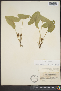 Hexastylis arifolia var. ruthii image