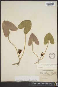 Hexastylis arifolia var. ruthii image