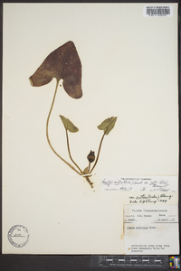 Hexastylis arifolia image