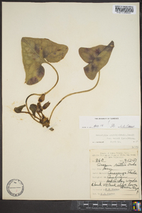 Hexastylis arifolia var. ruthii image