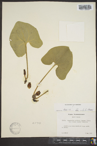 Hexastylis arifolia var. ruthii image