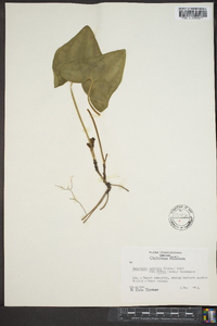 Hexastylis arifolia var. ruthii image