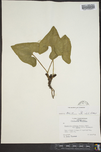 Hexastylis arifolia var. ruthii image