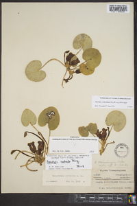 Image of Asarum contractum