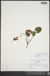 Asarum contractum image