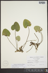 Asarum contractum image