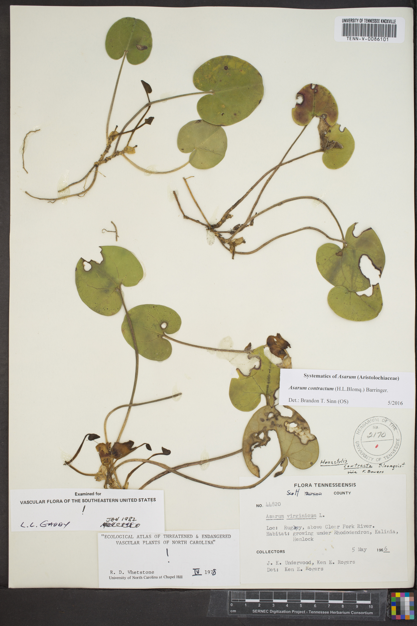 Asarum contractum image